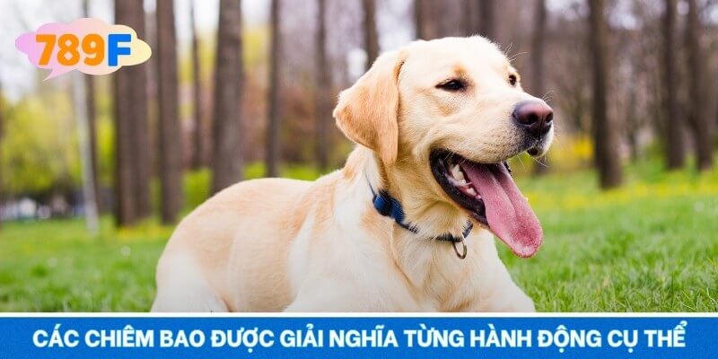 Các chiêm bao được giải nghĩa từng hành động cụ thể
