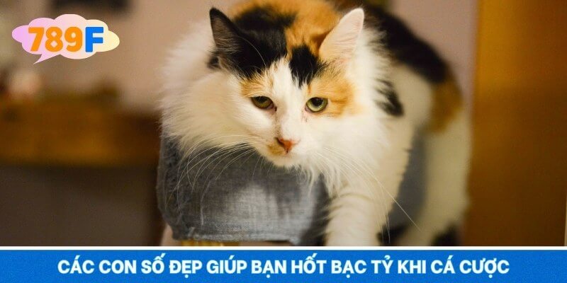 Các con số đẹp giúp bạn hốt bạc tỷ khi cá cược