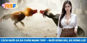 Cách Nuôi Gà Đá Chân Mạnh 789F – Nuôi Đúng Bài, Đá Đúng Lực