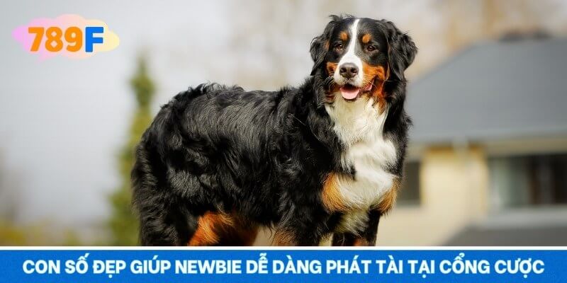 Con số đẹp giúp newbie dễ dàng phát tài tại cổng cược