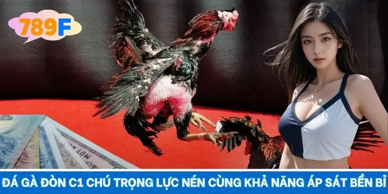 Đá gà đòn C1 chú trọng lực nén cùng khả năng áp sát bền bỉ