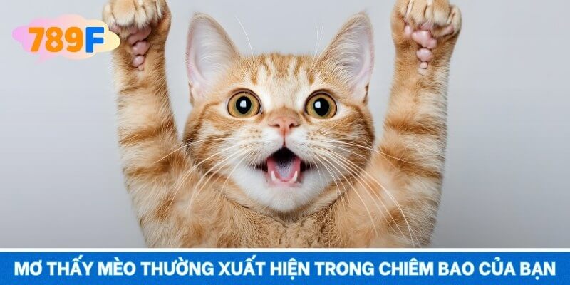 Mơ thấy mèo thường xuất hiện trong chiêm bao của bạn