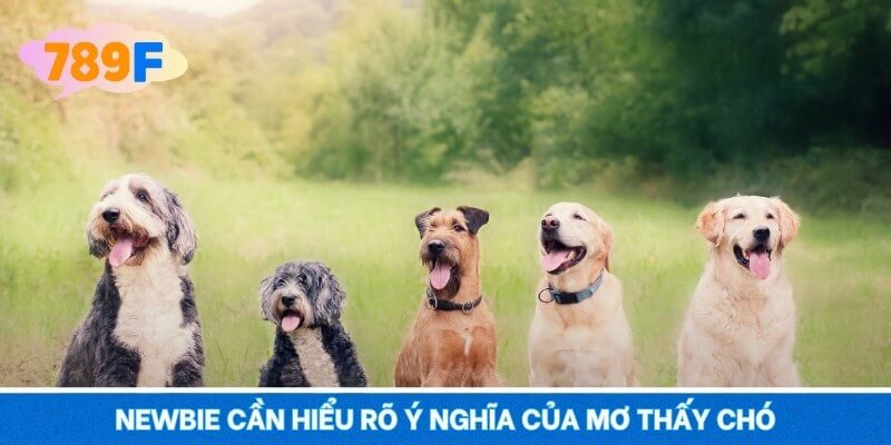 Newbie cần hiểu rõ ý nghĩa của mơ thấy chó