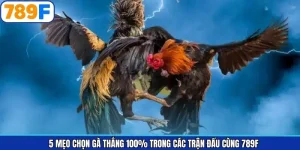 5 Mẹo Chọn Gà Thắng 100% Trong Các Trận Đấu Cùng 789F