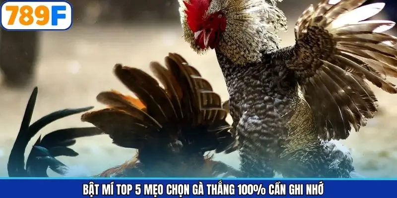 5 yếu tố quan trọng giúp nhận diện chiến kê tiềm năng