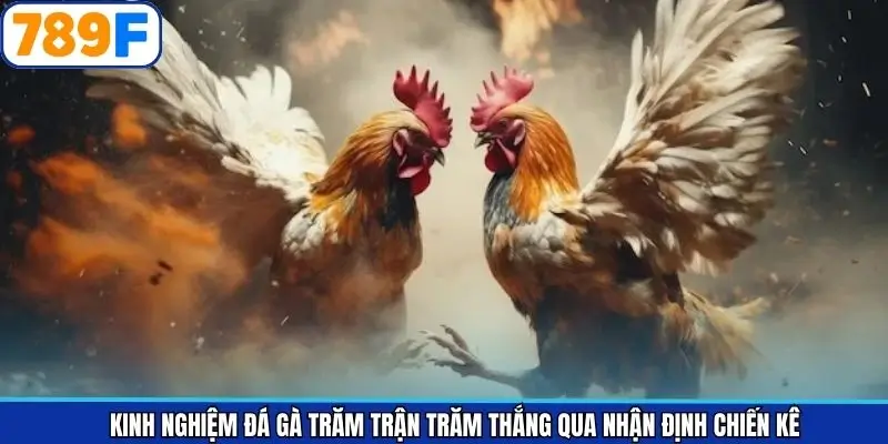 Bí kíp nhận định chiến kê bất bại