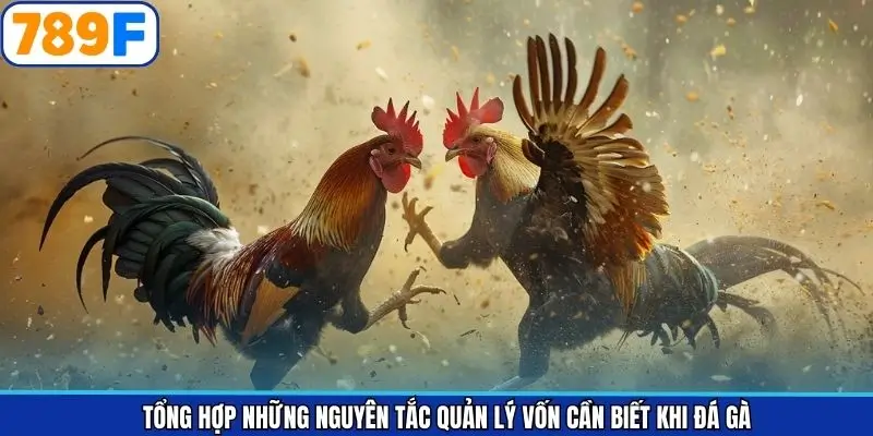 Các nguyên tắc quản lý vốn khi đá gà không nên bỏ qua