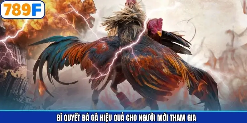 Các phương pháp chọi kê đối với người mới