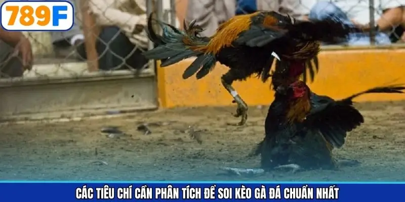 Các tiêu chí cần phân tích để soi kèo gà đá chuẩn nhất