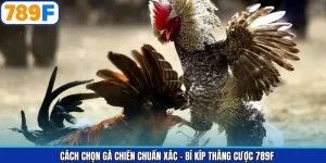 Cách Chọn Gà Chiến Chuẩn Xác - Bí Kíp Thắng Cược 789F