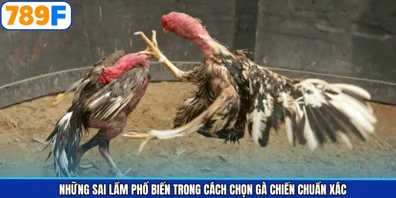Cách chọn gà chiến chuẩn xác cùng các sai lầm nên tránh