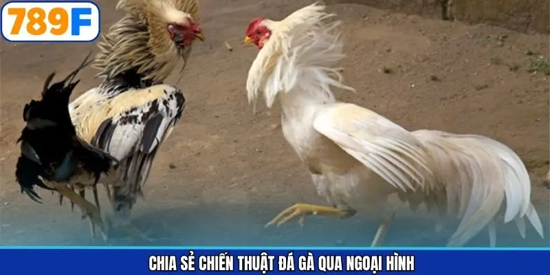 Lợi ích khi nắm rõ bí quyết đá gà