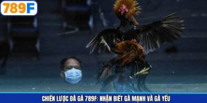 Chiến Lược Đá Gà 789F: Nhận Biết Gà Mạnh Và Gà Yếu