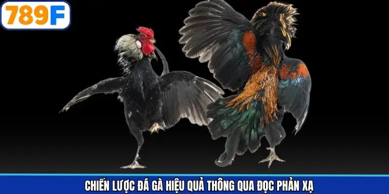 Chiến lược đá gà hiệu quả thông qua đọc phản xạ