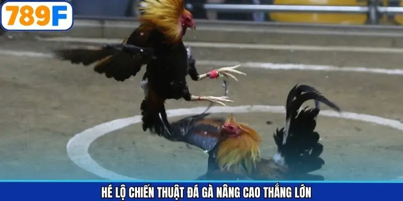 Bật mí kinh nghiệm dự đoán kèo đá gà từ cao thủ