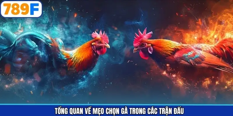 Khái quát sơ lược về bí kíp chọn chiến kê