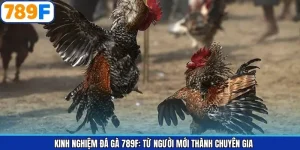 Kinh Nghiệm Đá Gà 789F: Từ Người Mới Thành Chuyên Gia