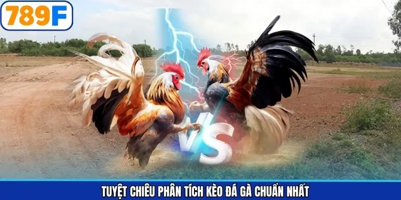 Kinh nghiệm phân tích kèo khi tham gia đá gà Kinh nghiệm phân tích kèo khi tham gia đá gà