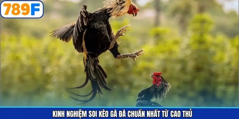 Chia sẻ kinh nghiệm đọc kèo đá gà hiệu quả