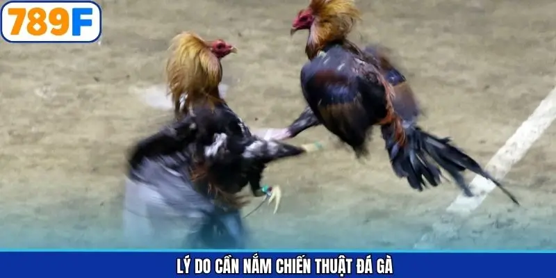 Lợi ích khi nắm rõ bí quyết đá gà