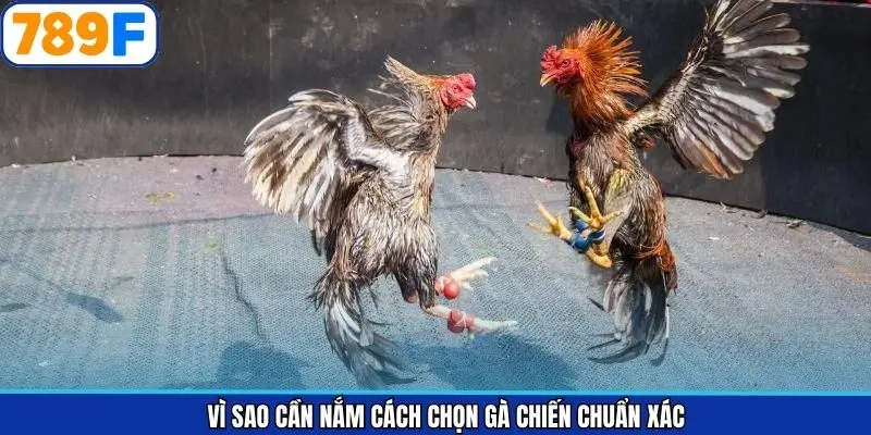 Lợi thế lớn khi biết cách lựa chọn con kê ra sân