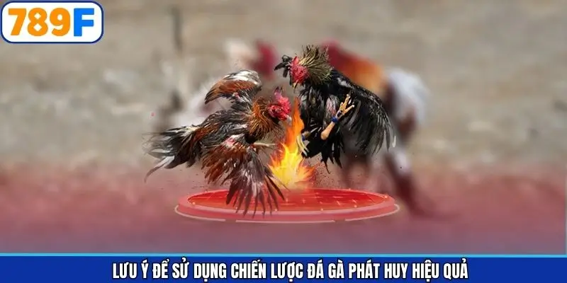 Lưu ý quan trọng để không phạm sai lầm khi tham gia đá gà