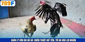 Quản Lý Vốn Khi Đá Gà: Chiến Thuật Giữ Tiền, Tối Đa Hóa Lợi Nhuận
