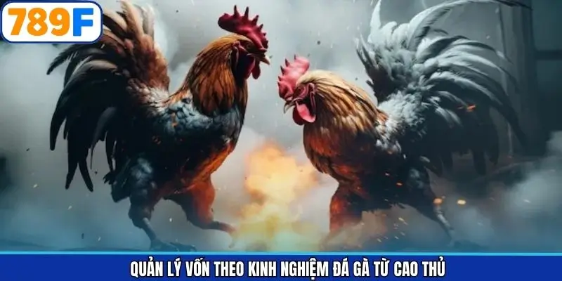 Bí kíp nhận định chiến kê bất bại