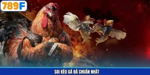 Soi Kèo Gà Đá Chuẩn Nhất: Chiến Thuật Đỉnh Cao 2026