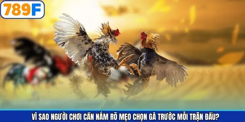 Khái quát sơ lược về bí kíp chọn chiến kê