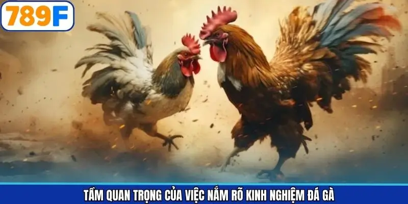 Ý nghĩa khi hiểu rõ kinh nghiệm chọi gà